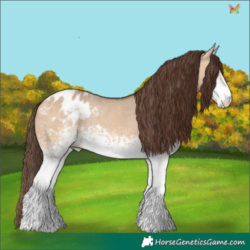 Horse Color:White Spotted Bay Dun Appaloosa 