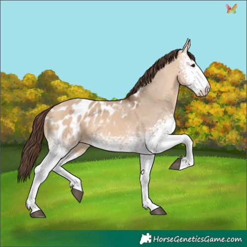 Horse Color:White Spotted Bay Dun Appaloosa 