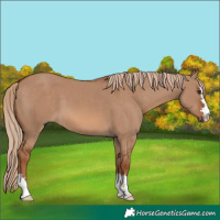 Horse Color:Red Dun