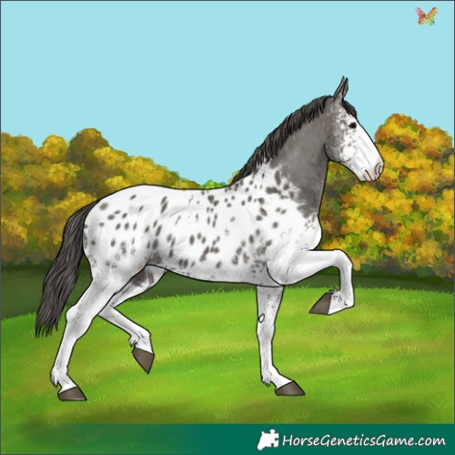 Horse Color:White Spotted Grullo Appaloosa 