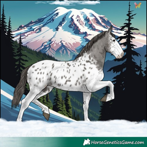 Horse Color:White Spotted Grullo Appaloosa 