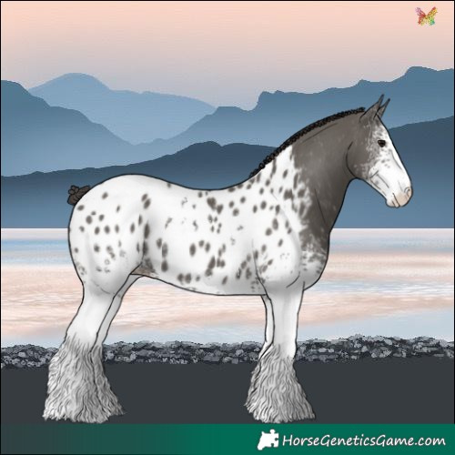 Horse Color:White Spotted Grullo Blanket 