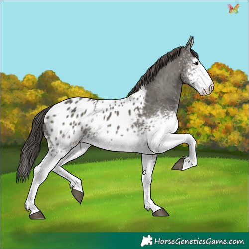 Horse Color:White Spotted Grullo Appaloosa 