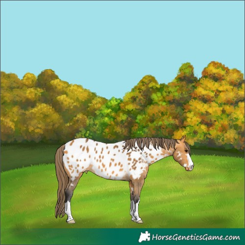 Horse Color:Buckskin Near Leopard 