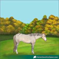 Horse Color:Buckskin Dun Varnish 