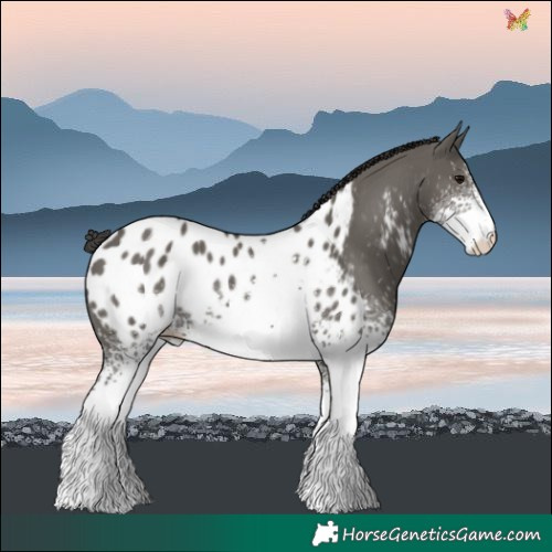 Horse Color:White Spotted Grullo Blanket 