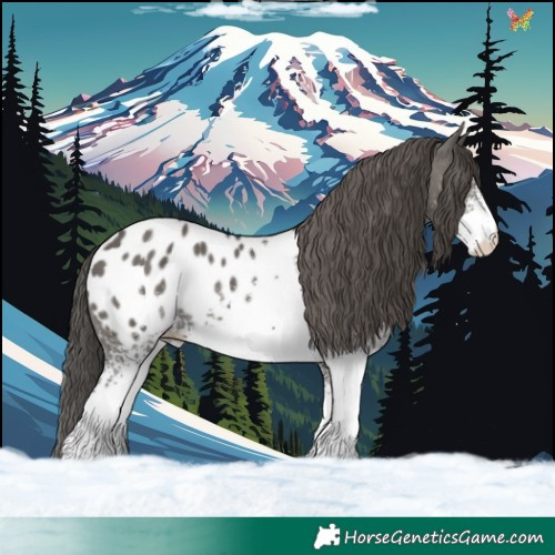 Horse Color:White Spotted Grullo Appaloosa 