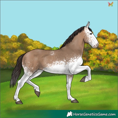 Horse Color:White Spotted Bay Dun 