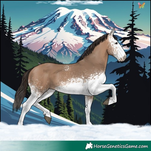 Horse Color:White Spotted Bay Dun
