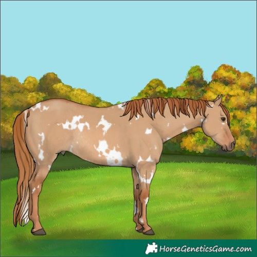 Horse Color:White Spotted Red Dun Rabicano 