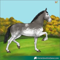 Horse Color:White Spotted Grullo 