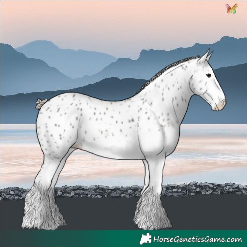 Horse Color:White Spotted Smoky Grullo Splash Leopard 