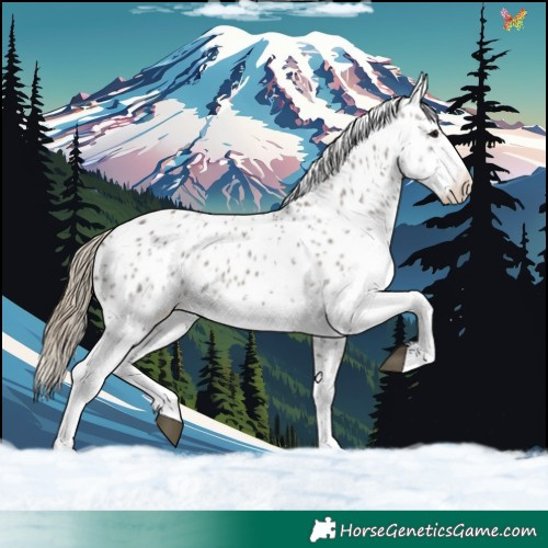 Horse Color:White Spotted Smoky Grullo Splash Appaloosa 