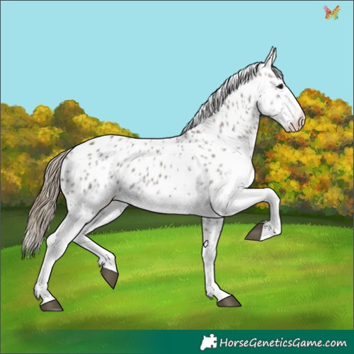 Horse Color:White Spotted Smoky Grullo Splash Appaloosa 