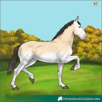 Horse Color:White Spotted Buckskin Dun Frame 