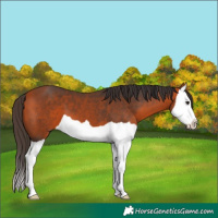 Horse Color:Bay Splash 