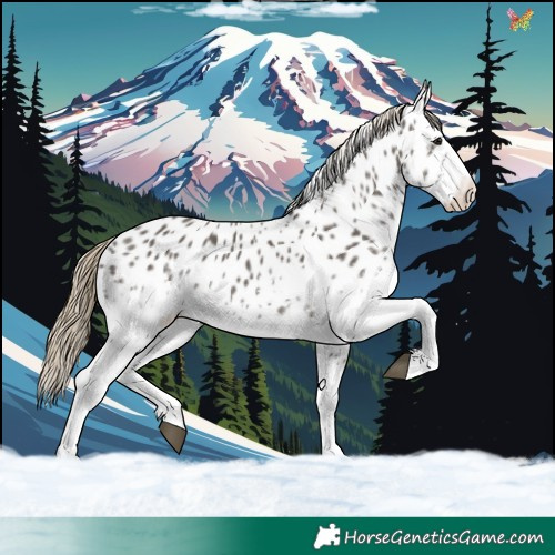 Horse Color:White Spotted Smoky Grullo Splash Appaloosa 