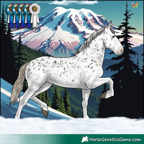 Horse Color:White Spotted Smoky Grullo Splash Appaloosa 
