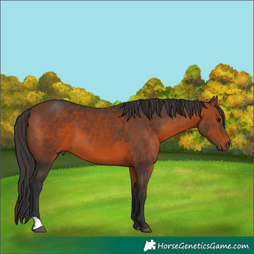 Horse Color:Bay 