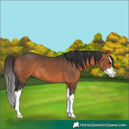 Horse Color:Bay Splash 