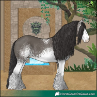 Horse Color:White Spotted Smoky Grullo 
