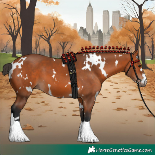Horse Color:White Spotted Bay 