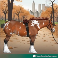 Horse Color:White Spotted Bay 