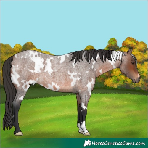 Horse Color:White Spotted Brown Roan 