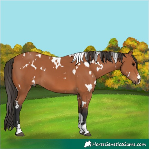 Horse Color:White Spotted Bay 