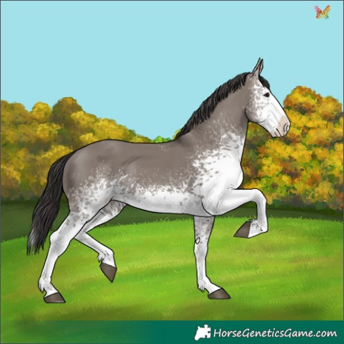 Horse Color:White Spotted Smoky Grullo Splash 