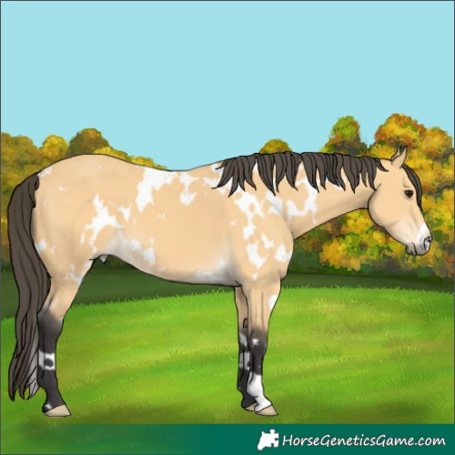 Horse Color:White Spotted Buckskin 