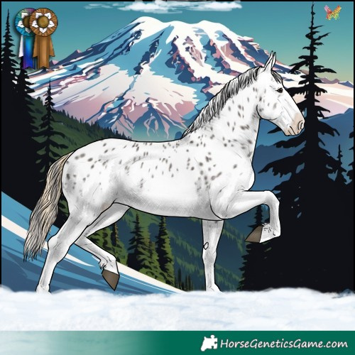 Horse Color:White Spotted Smoky Grullo Appaloosa 