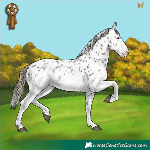 Horse Color:White Spotted Smoky Grullo Appaloosa 