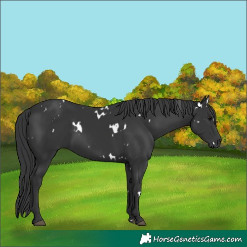 Horse Color:White Spotted Black Rabicano 