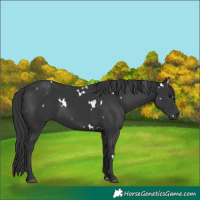 Horse Color:White Spotted Black Rabicano 