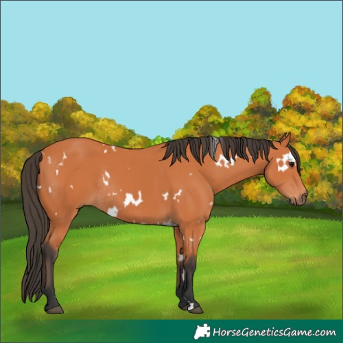 Horse Color:White Spotted Bay Rabicano 