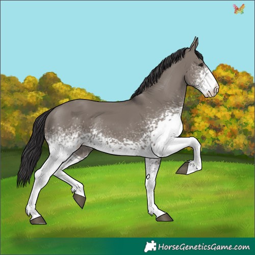 Horse Color:White Spotted Smoky Grullo 