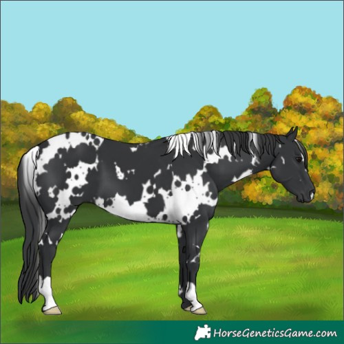 Horse Color:White Spotted Black 