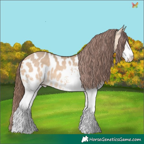 Horse Color:White Spotted Bay Dun Appaloosa 