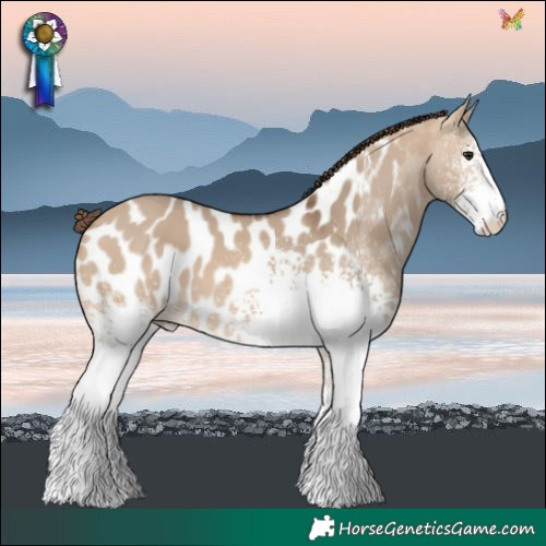 Horse Color:White Spotted Bay Dun Near Leopard 