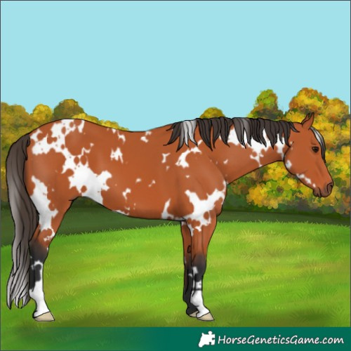 Horse Color:White Spotted Bay 