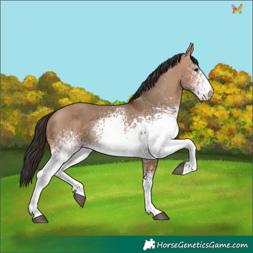 Horse Color:White Spotted Bay Dun 