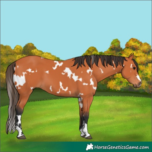 Horse Color:White Spotted Bay 