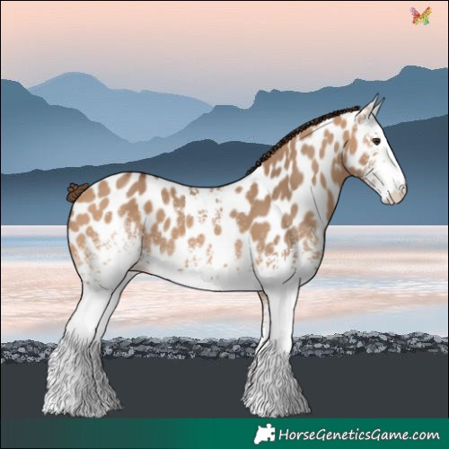 Horse Color:White Spotted Bay Dun Near Leopard 