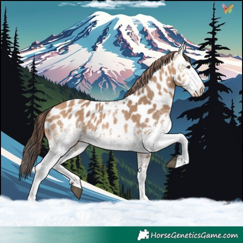 Horse Color:White Spotted Bay Dun Appaloosa 