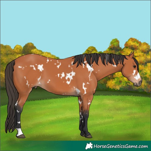 Horse Color:White Spotted Bay 