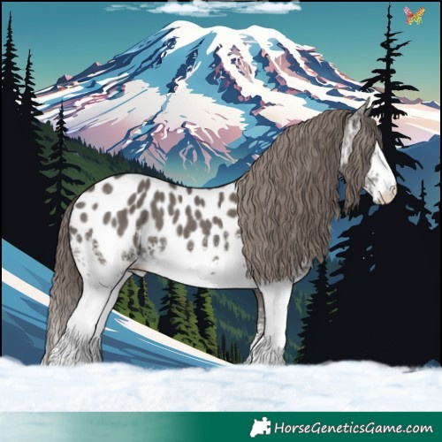 Horse Color:White Spotted Grullo Appaloosa 