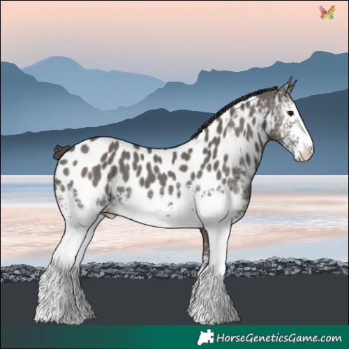 Horse Color:White Spotted Grullo Near Leopard 