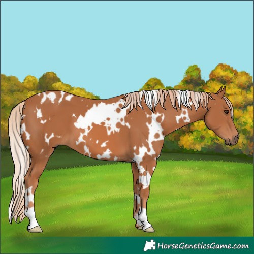 Horse Color:White Spotted Chestnut 