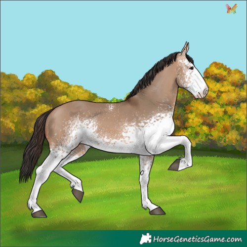 Horse Color:White Spotted Bay Dun 